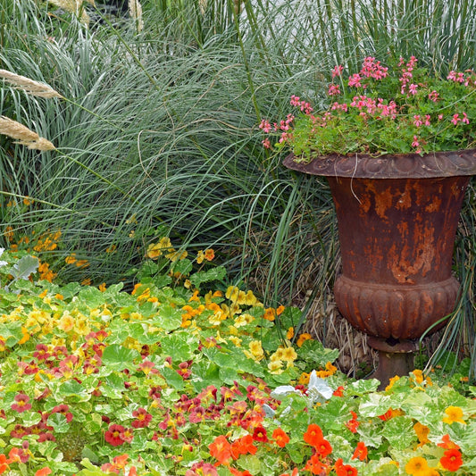 Fast-Growing Annual Flowers: What to Plant Late in the Season for Quick Colour
