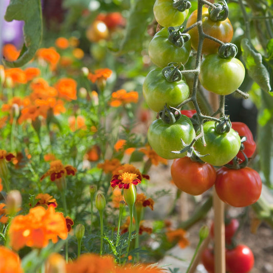 Tomato plants growing alongside French marigolds, illustrating companion gardening techniques to deter pests naturally.