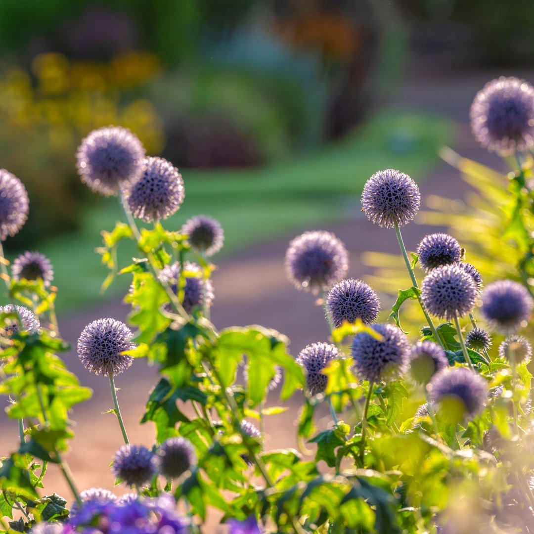 Blue Globe Thistle - Circle Farms seeds