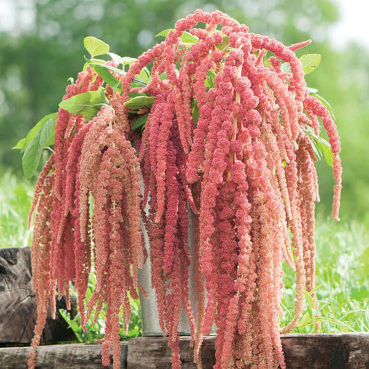 Amaranth - Coral Fountain