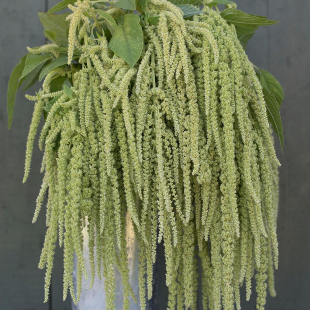 Amaranth - Emerald Tassels