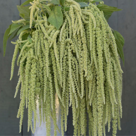 Amaranth - Emerald Tassels