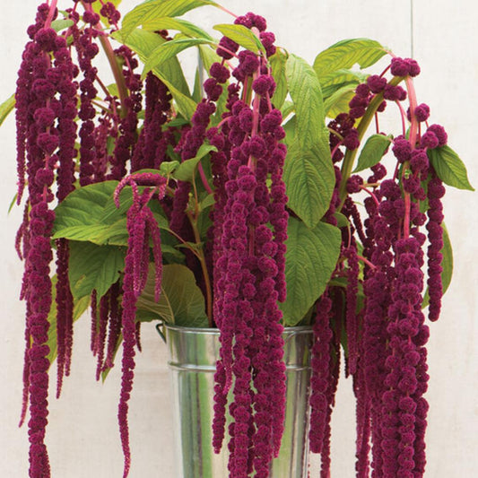 Amaranth - Red Love Lies Bleeding