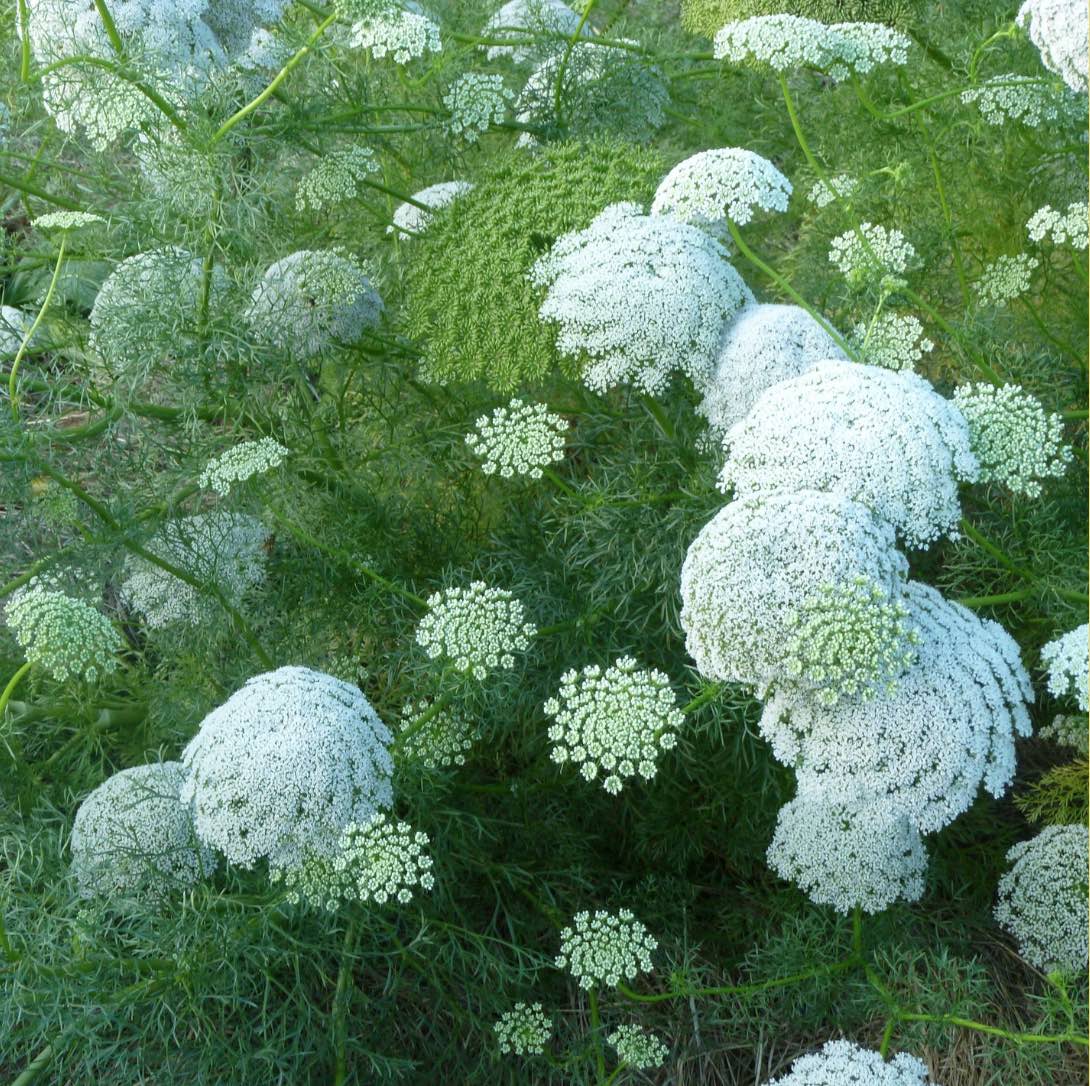 Ammi - Khella (False Queen Anne's Lace) - Circle Farms seeds