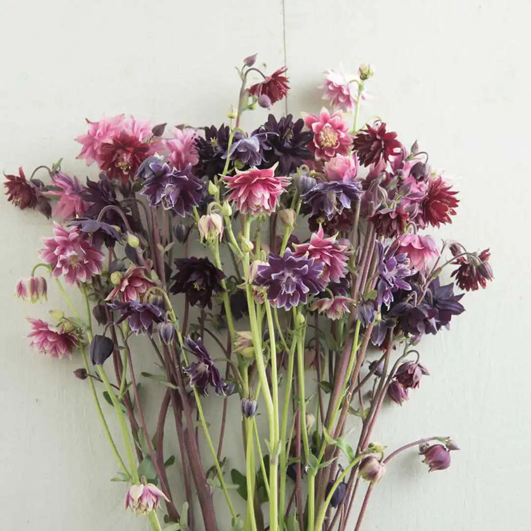 Columbine Seeds - Barlow Mix