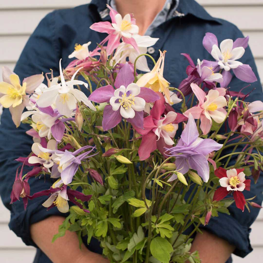 Columbine - McKana Giants Mix