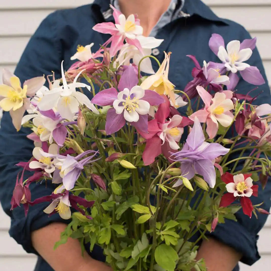 Columbine Seeds - McKana Giants Mix