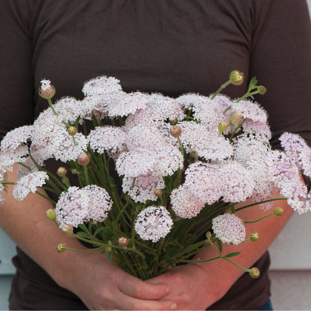 Didiscus - Lacy Pink