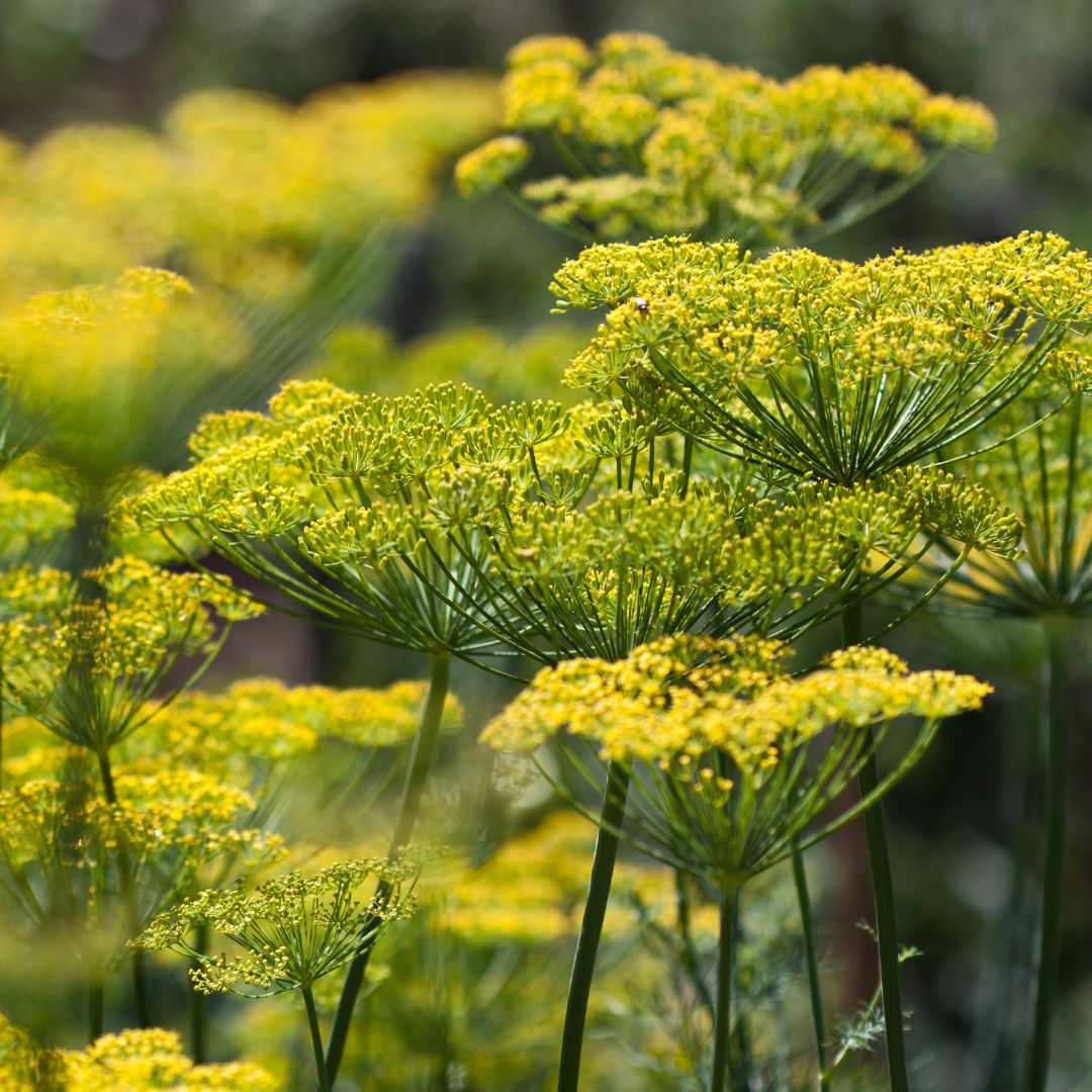 Dill - Dukat