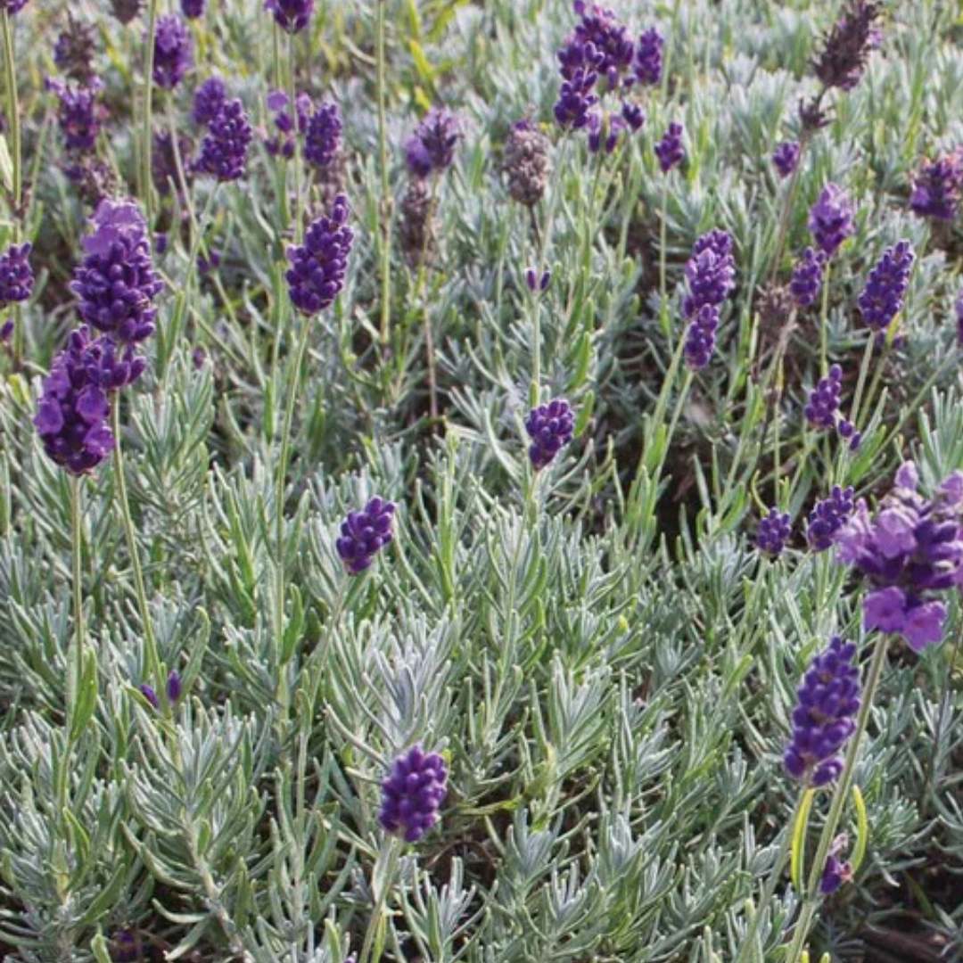 Lavender Seeds - Dwarf Munstead