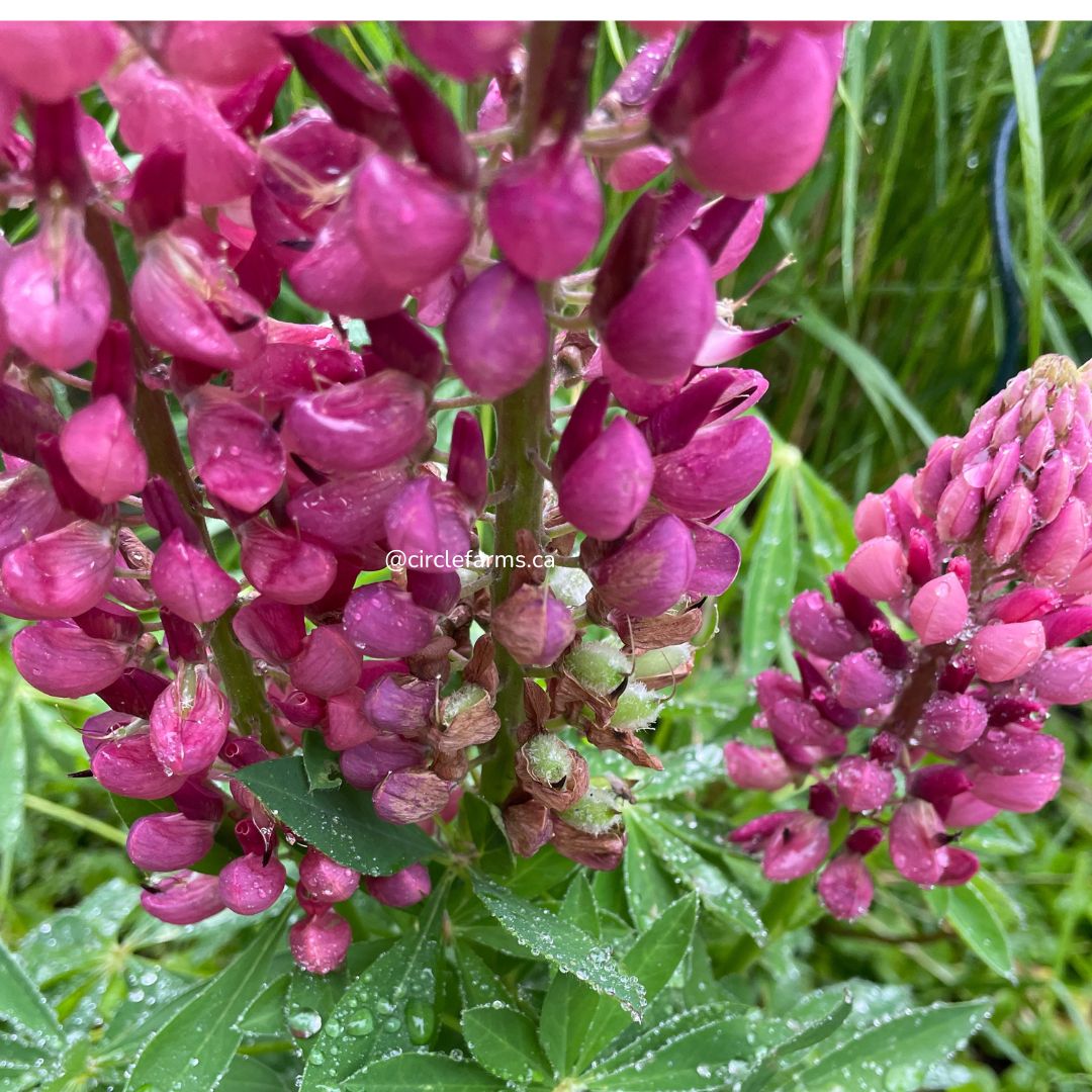 Lupine Seeds - Red