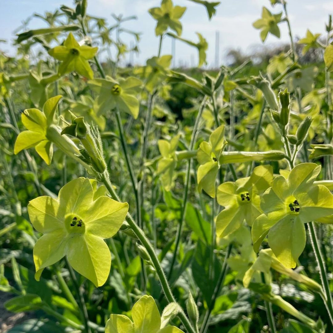 Nicotiana - Lime Green