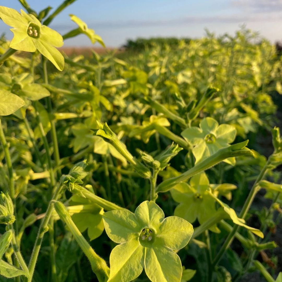 Nicotiana - Lime Green