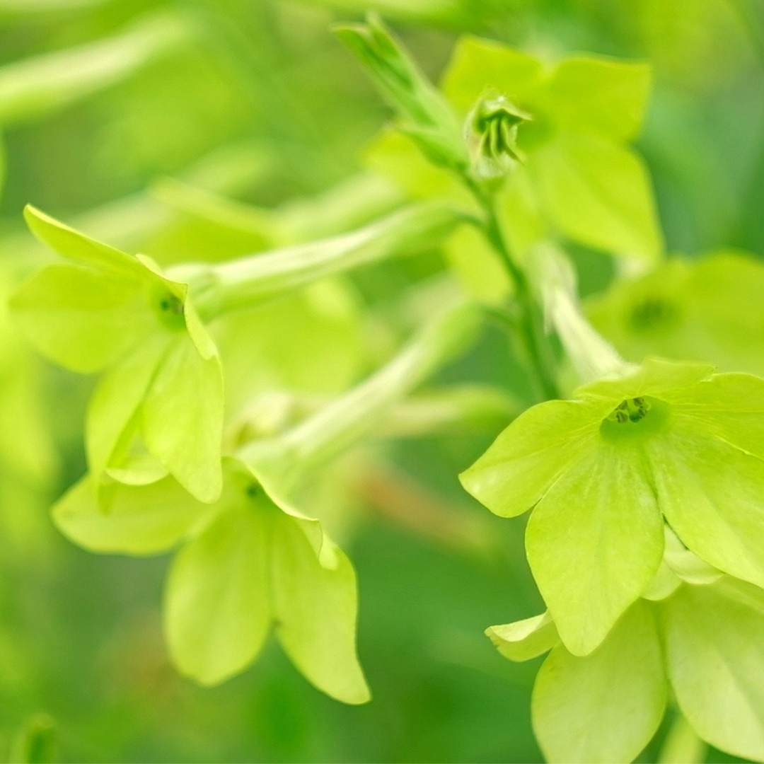 Nicotiana - Lime Green