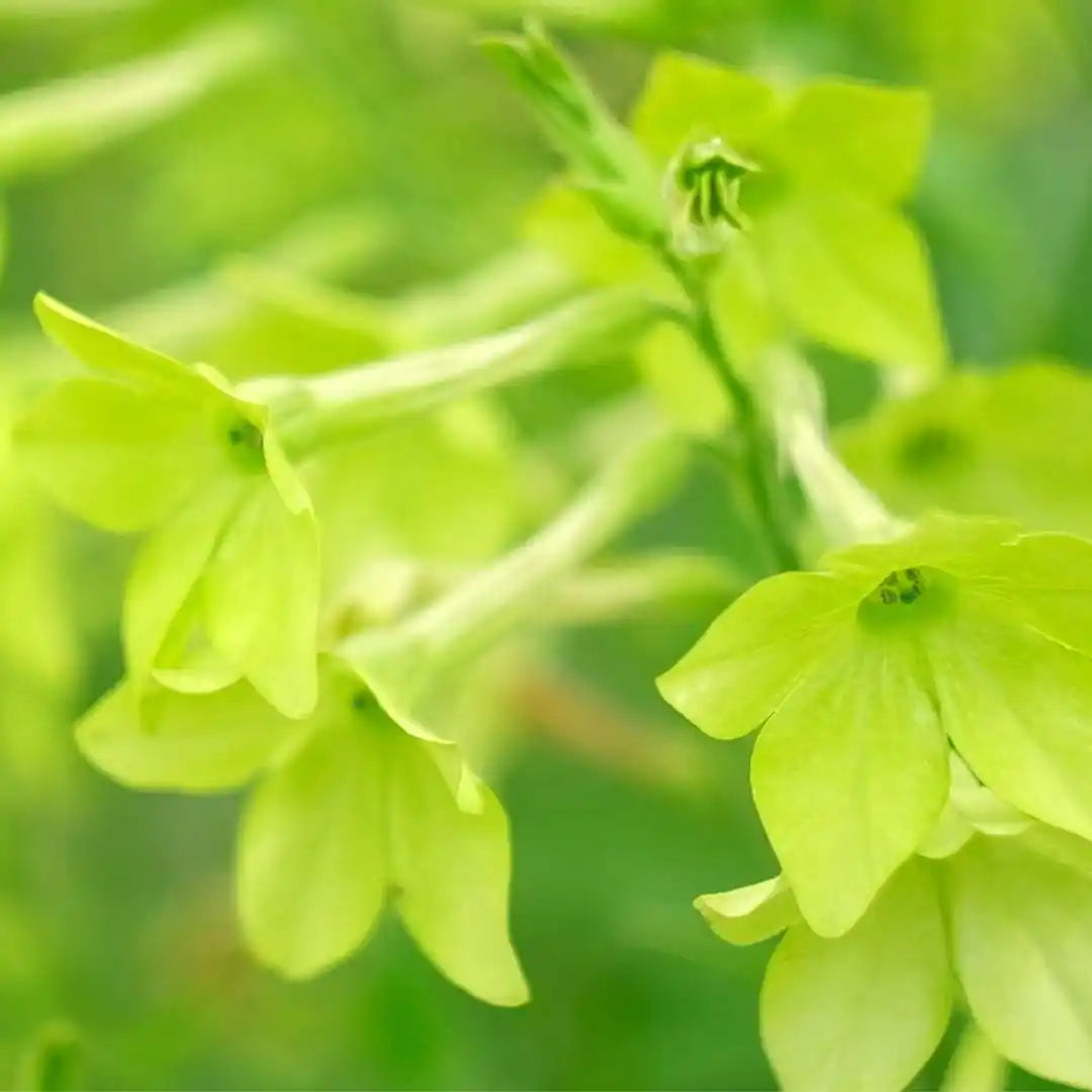 Nicotiana - Lime Green
