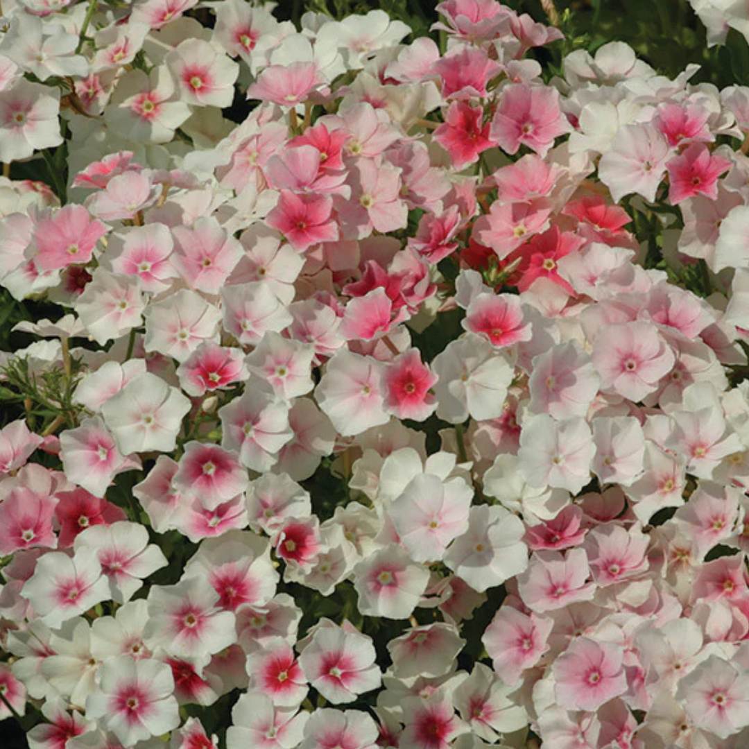 Phlox - Blushing Bride