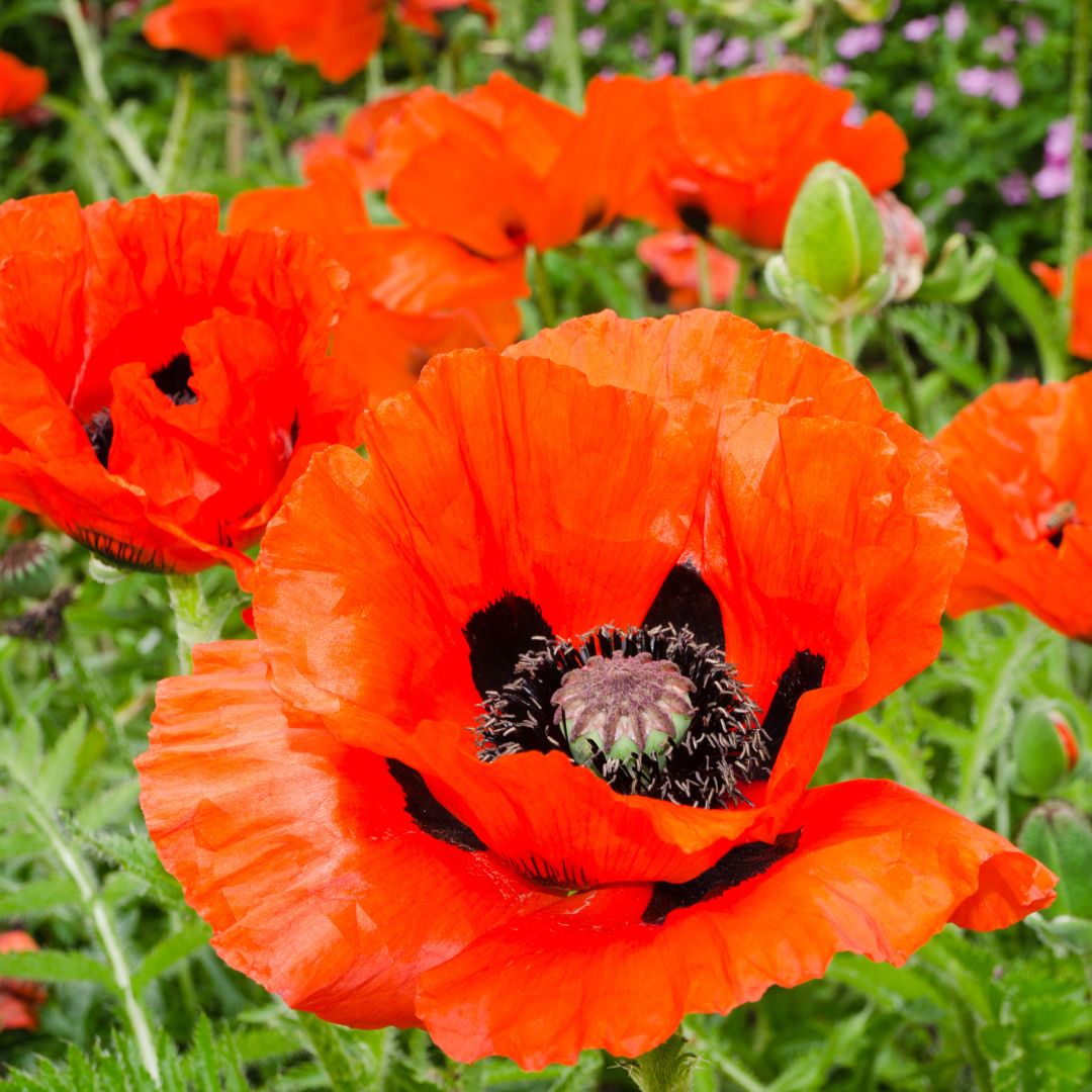 Poppy Seeds - Pizzicato