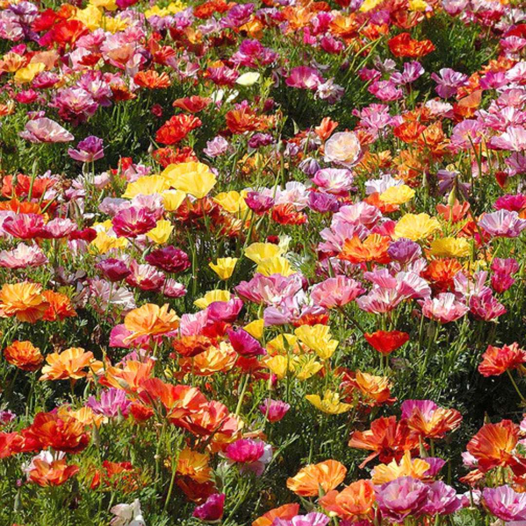 California Poppy - XL Jelly Beans