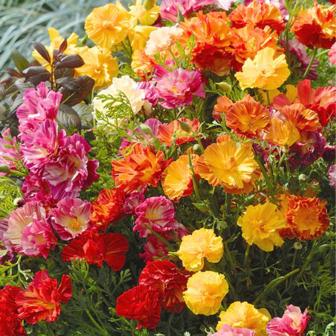 California Poppy - XL Jelly Beans