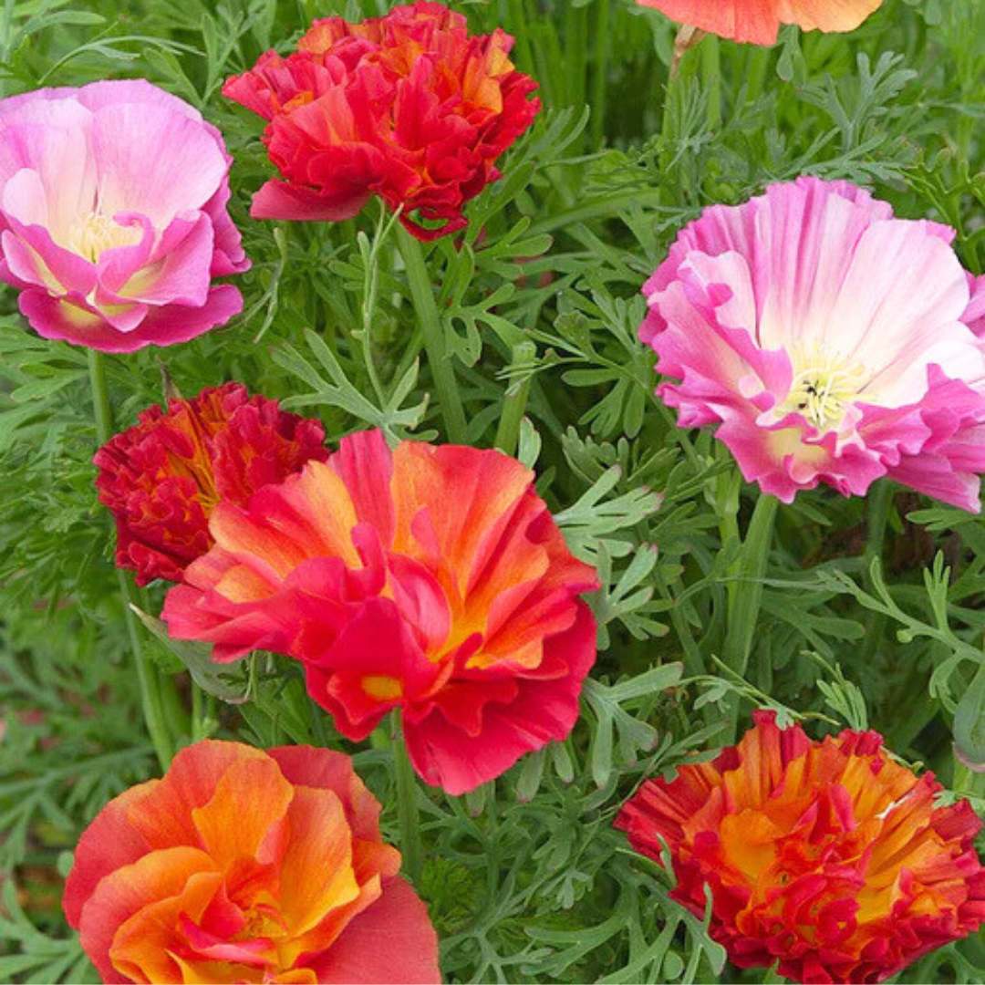 California Poppy - XL Jelly Beans