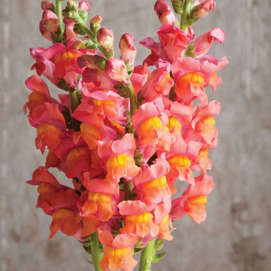 Snapdragon Seeds - Potomac Orange