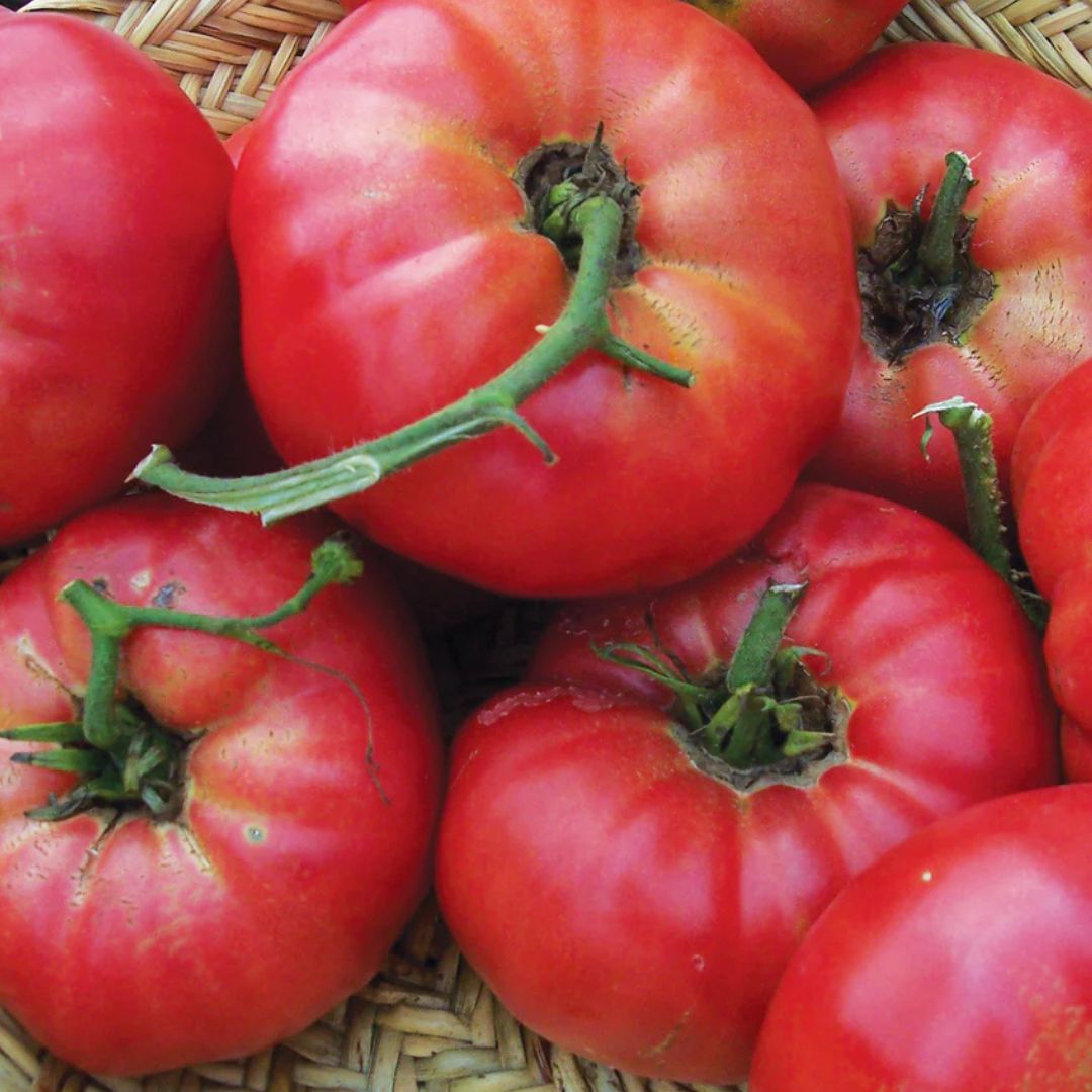 Tomato - Mortgage Lifter (Organic)