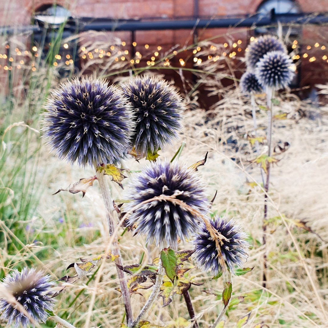 Blue Globe Thistle - Circle Farms seeds