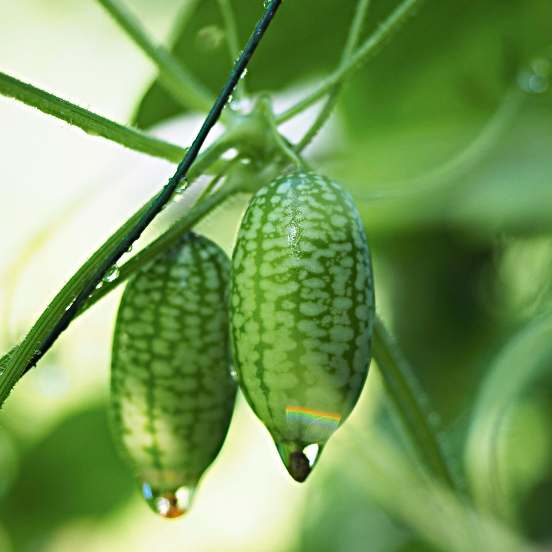 Cucamelon Seeds - Mouse Melon - Circle Farms seeds