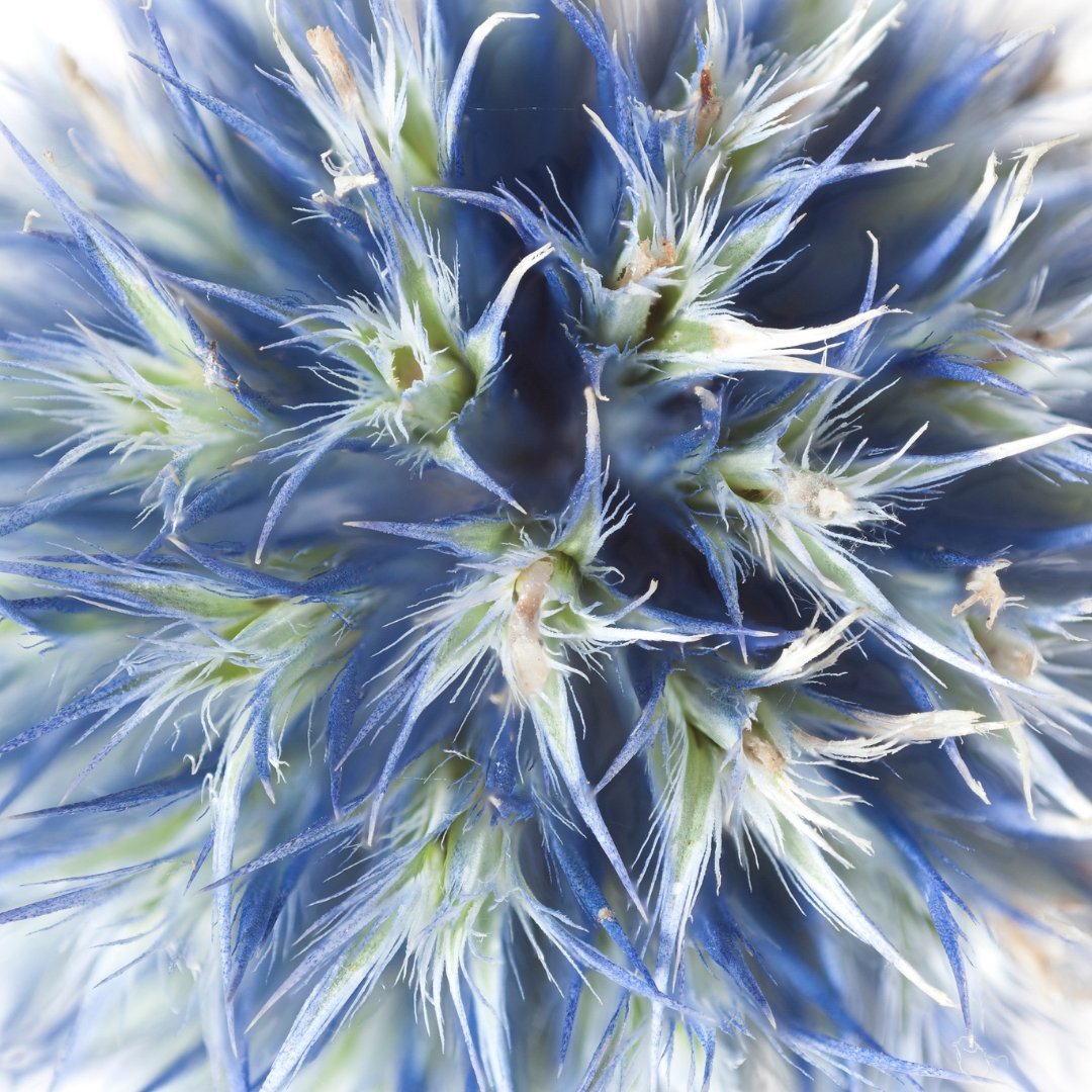Blue Globe Thistle - Circle Farms seeds