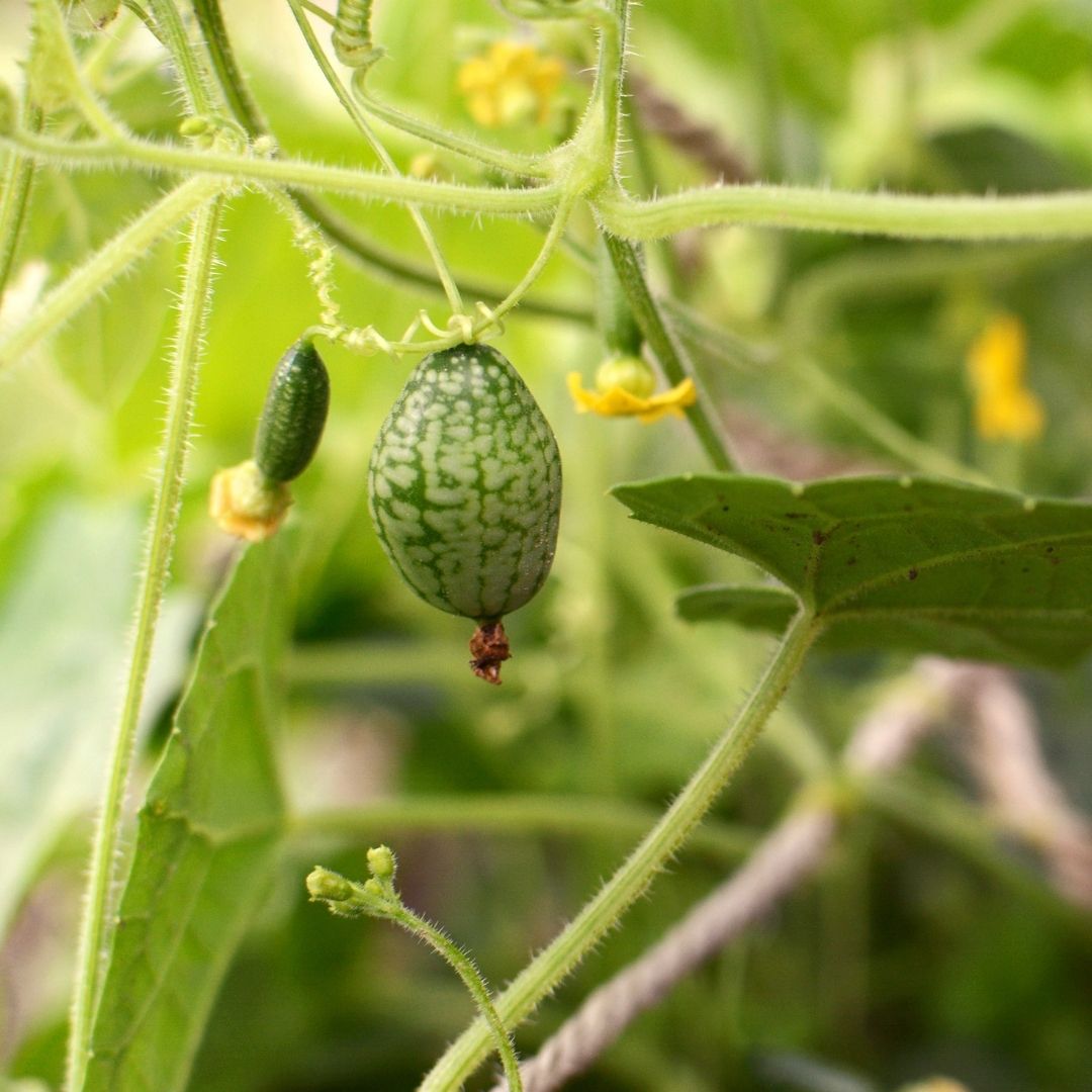 Cucamelon Seeds - Mouse Melon - Circle Farms seeds