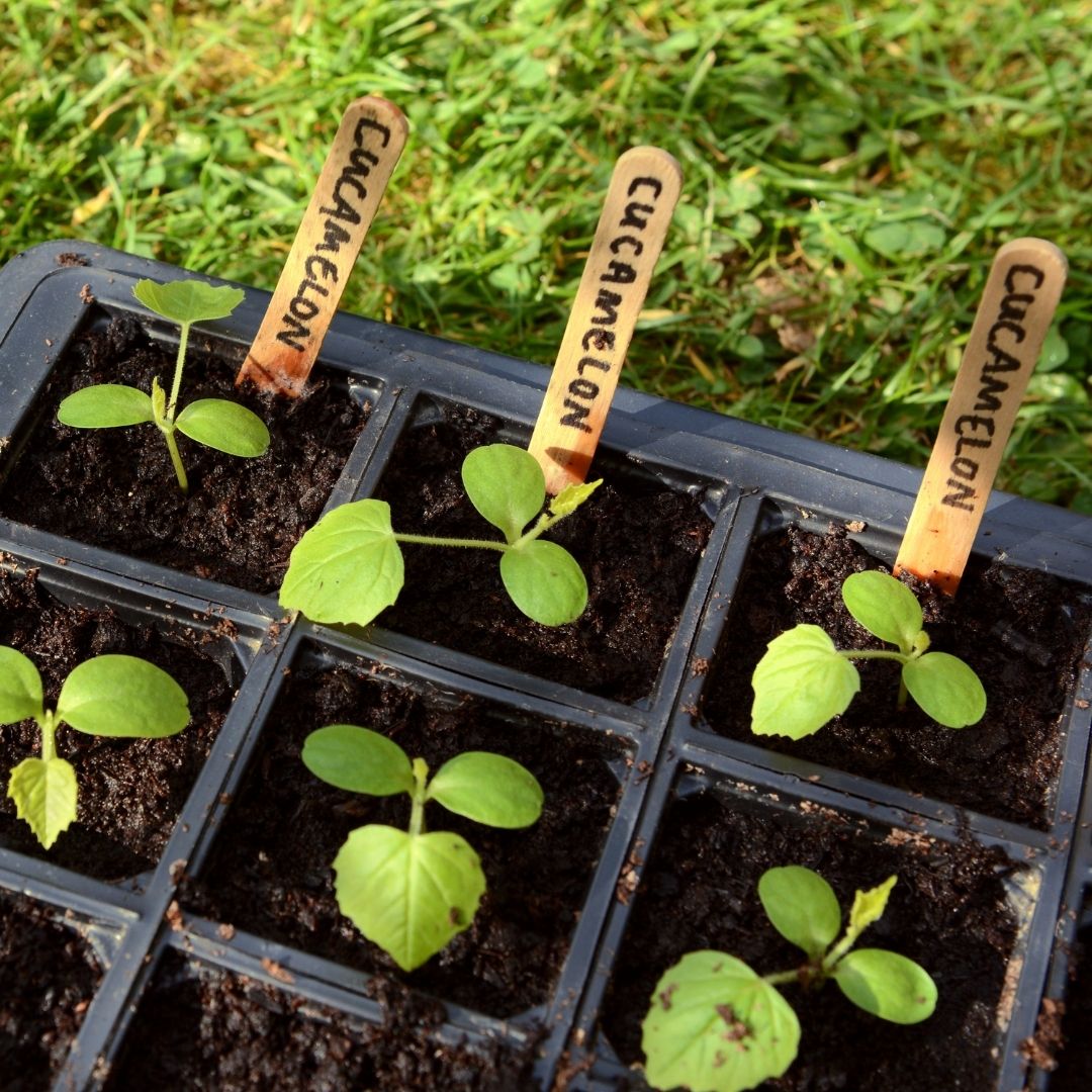 Cucamelon Seeds - Mouse Melon - Circle Farms seeds