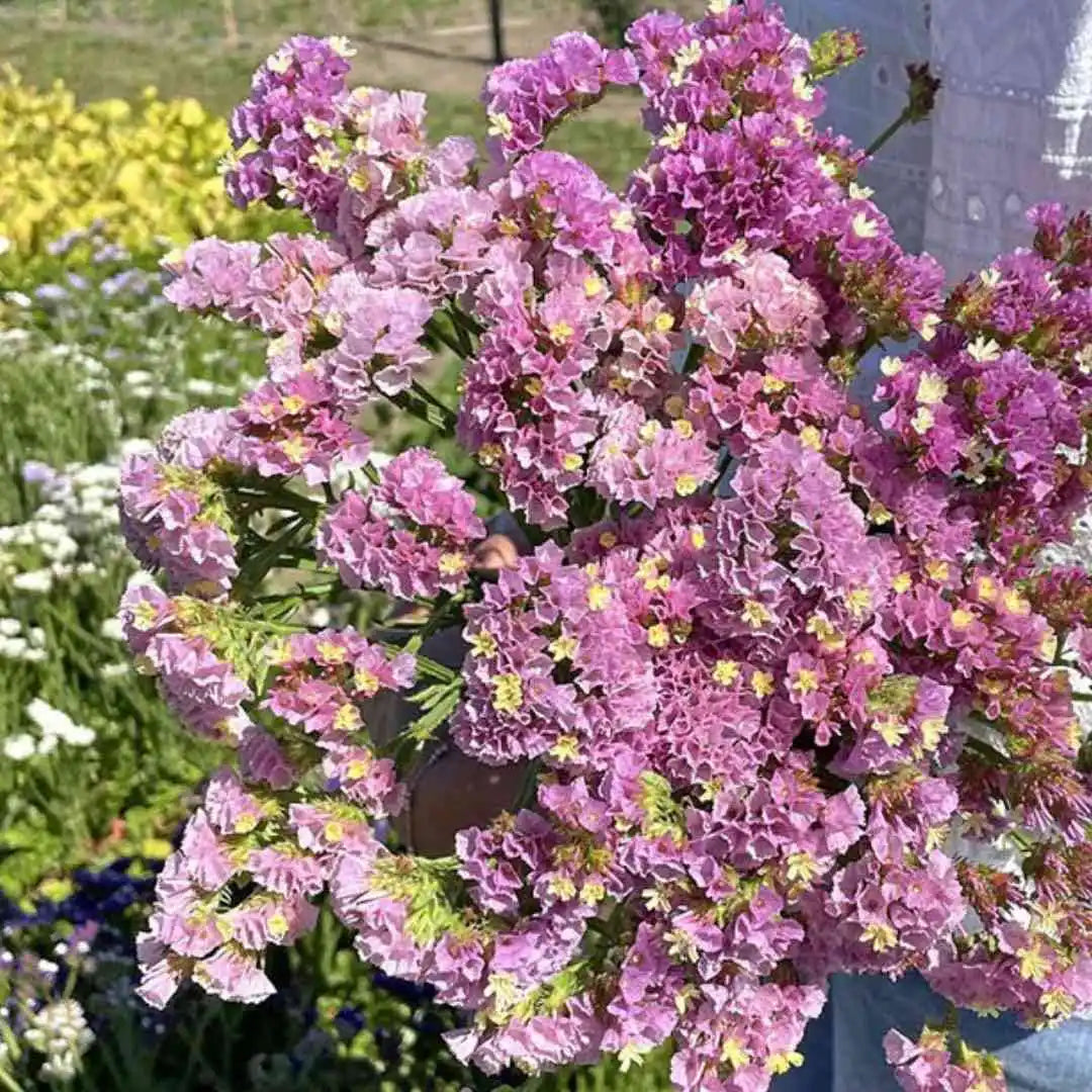 Statice Seeds - Forever Happy Pink Lavender