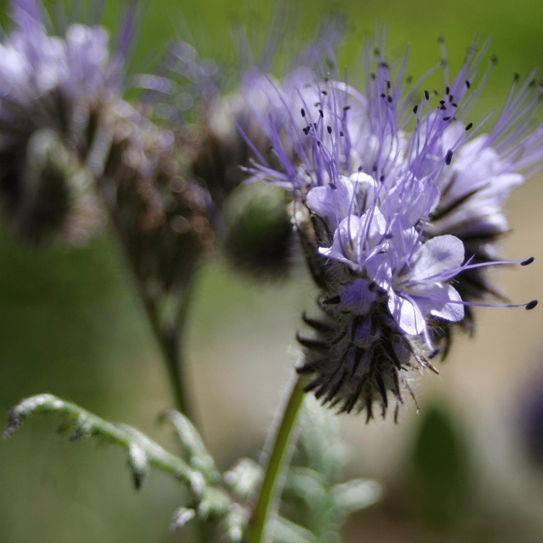 Bee's Friend - Purple Tansy - Circle Farms seeds