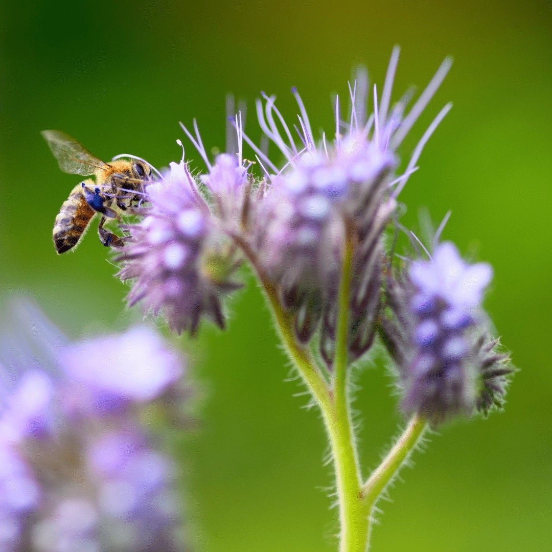 Bee's Friend - Purple Tansy - Circle Farms seeds