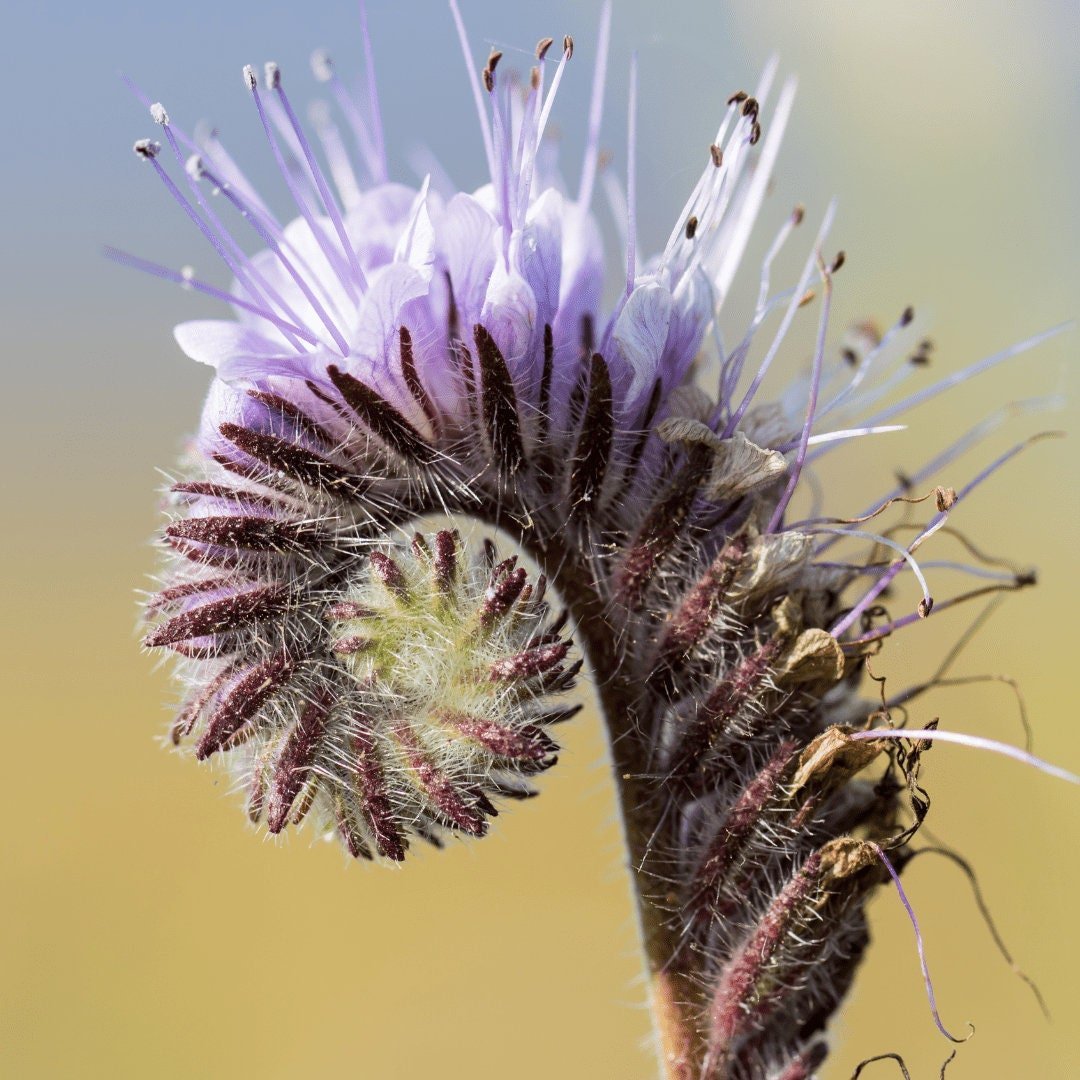Bee's Friend - Purple Tansy - Circle Farms seeds