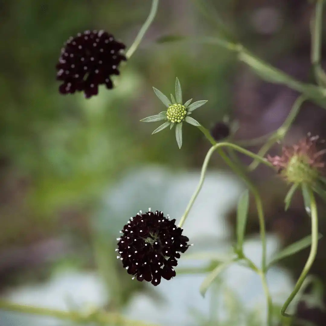 Scabiosa Seeds - Black Knight