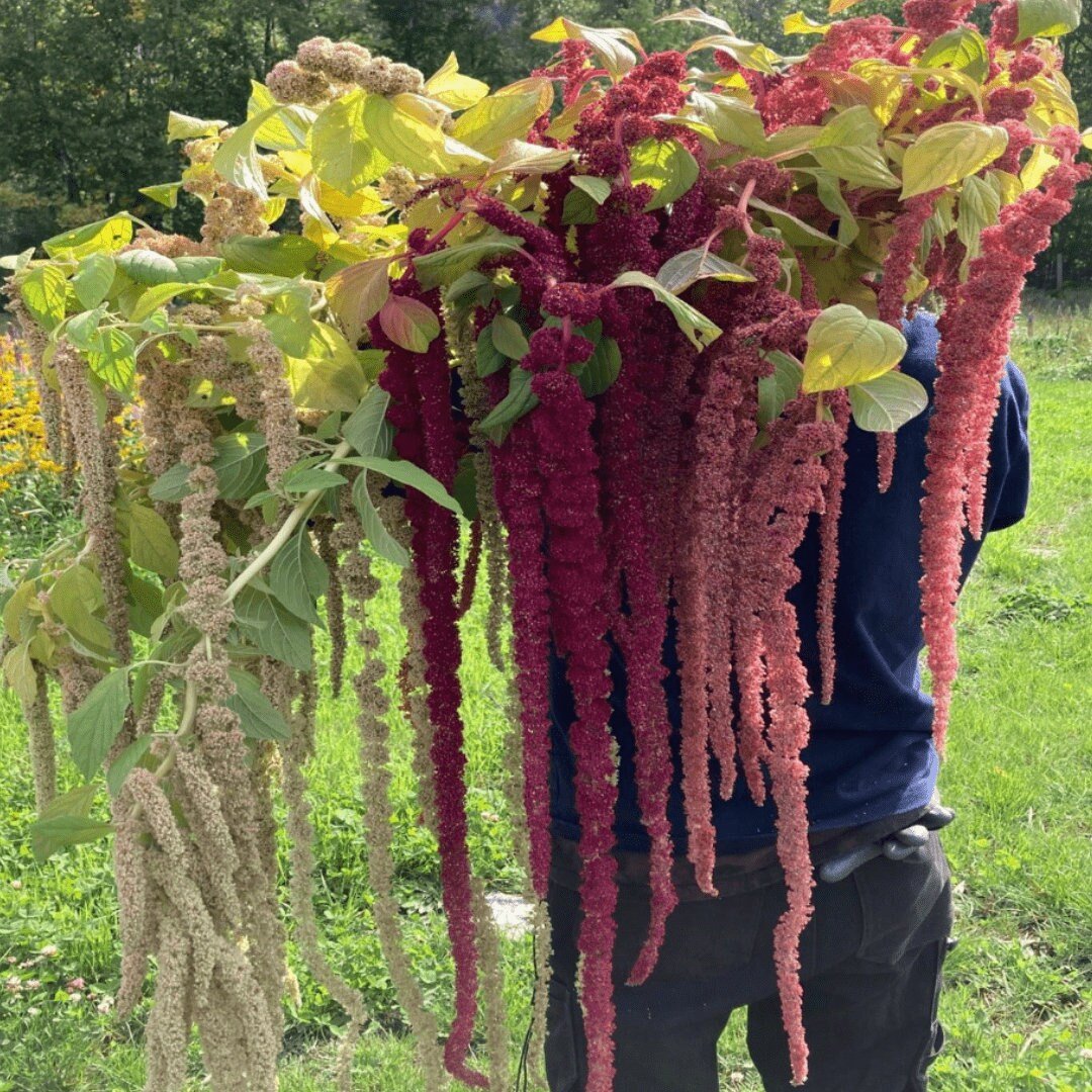 Amaranth Tassels Mix Love Lies Bleeding - Circle Farms seeds