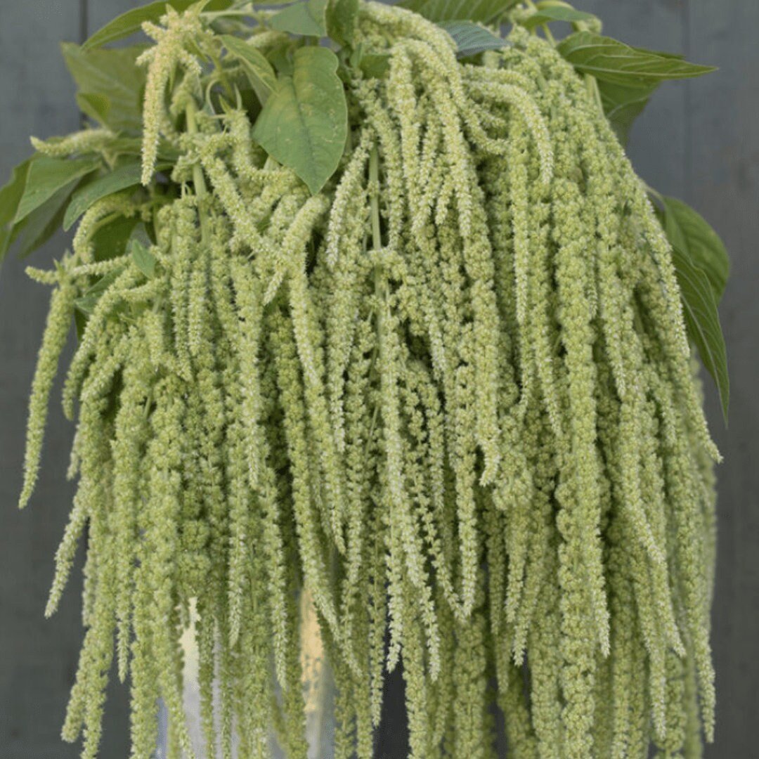 Amaranth Tassels Mix Love Lies Bleeding - Circle Farms seeds