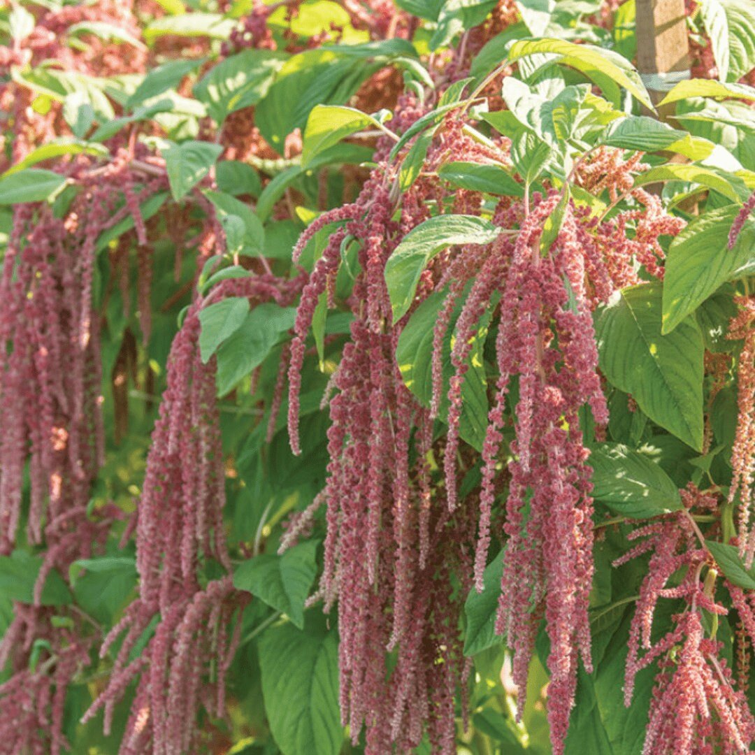 Amaranth Tassels Mix Love Lies Bleeding - Circle Farms seeds