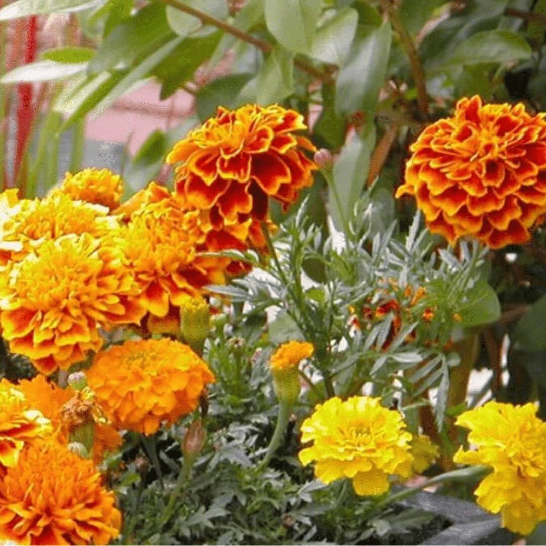 Brocade French Marigold - Circle Farms seeds