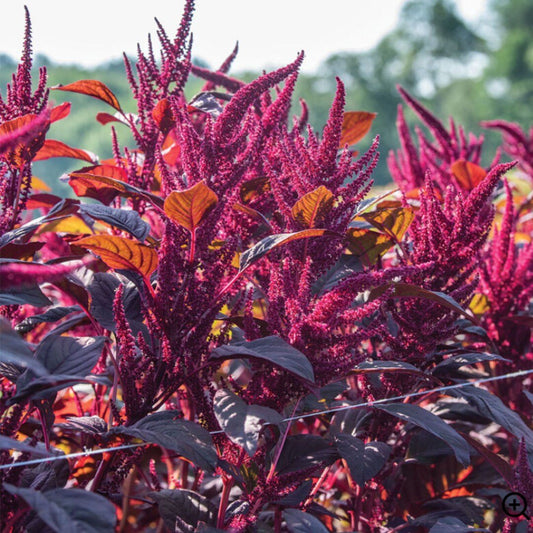 Amaranth - Red Spike - Circle Farms seeds