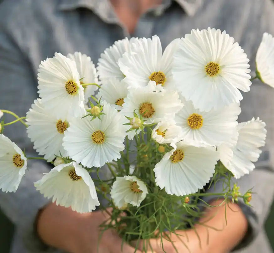 Cosmo Seeds - Cupcake White