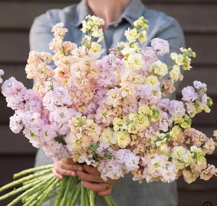Stock Seeds - Iron Pastel Mix