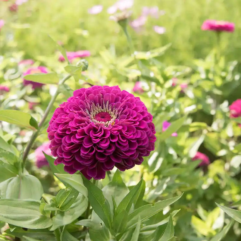 Zinnia Seeds - Benary Giant Purple