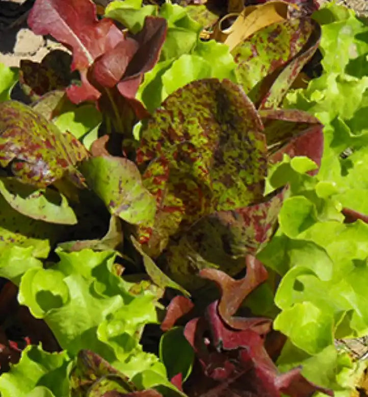 Lettuce Seeds - Bon Vivant Summer Mix