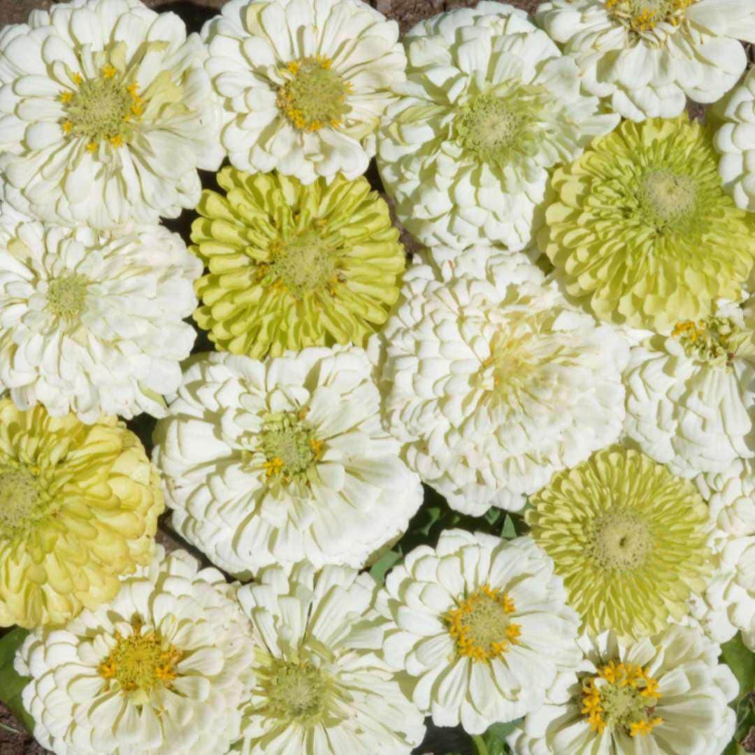 Zinnia Seeds - Key Lime Pie Mix