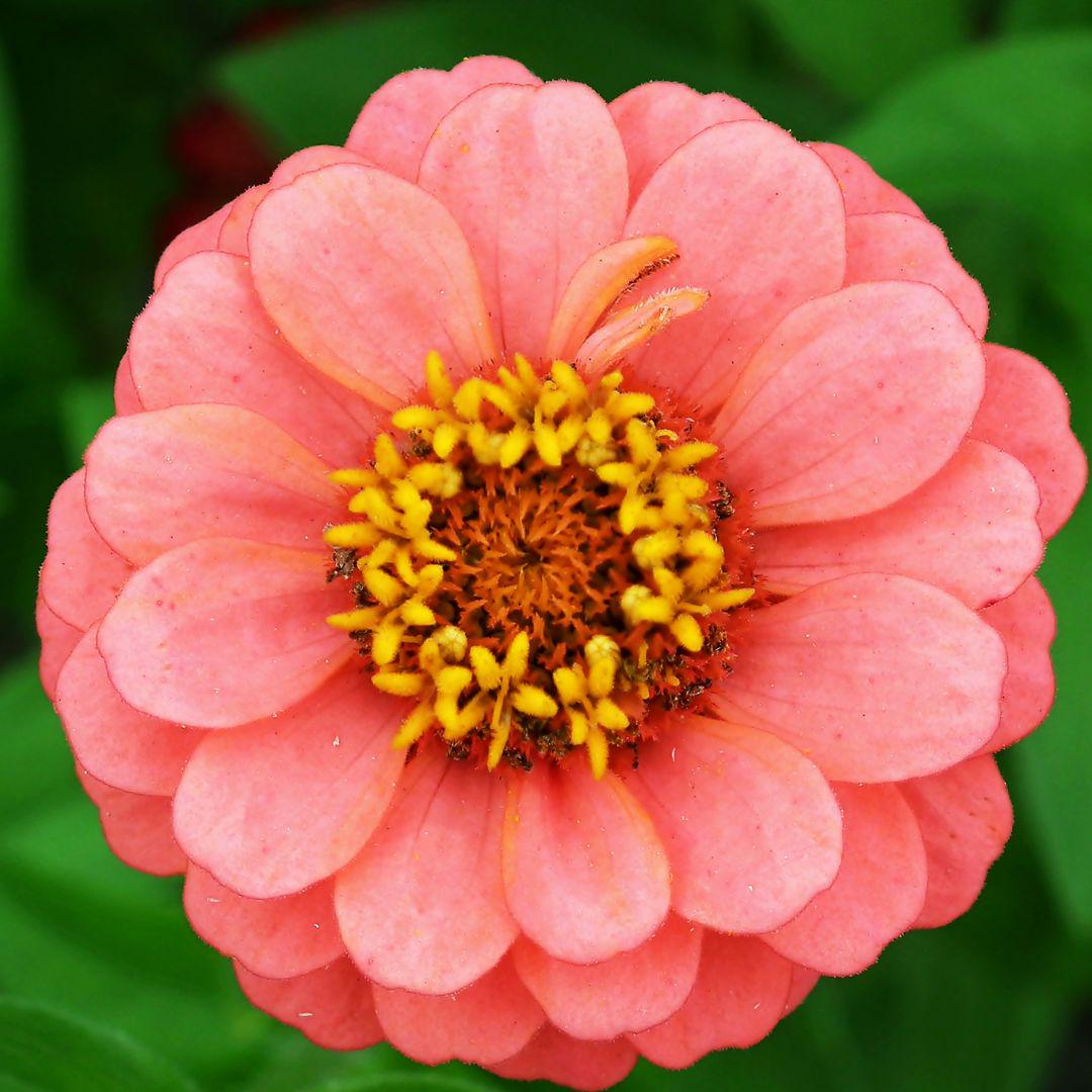 Zinnia Seeds - Benary Giant Salmon