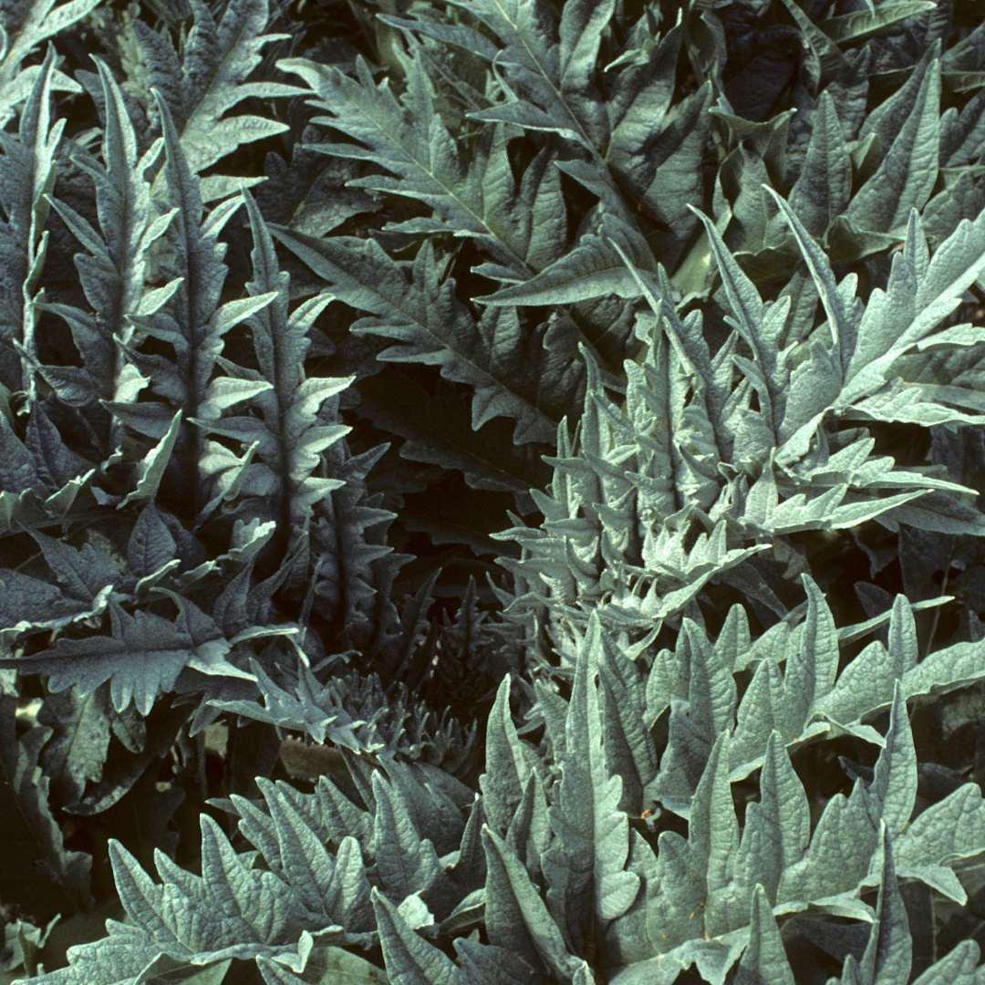 Cardoon Artichoke Thistle - Circle Farms seeds