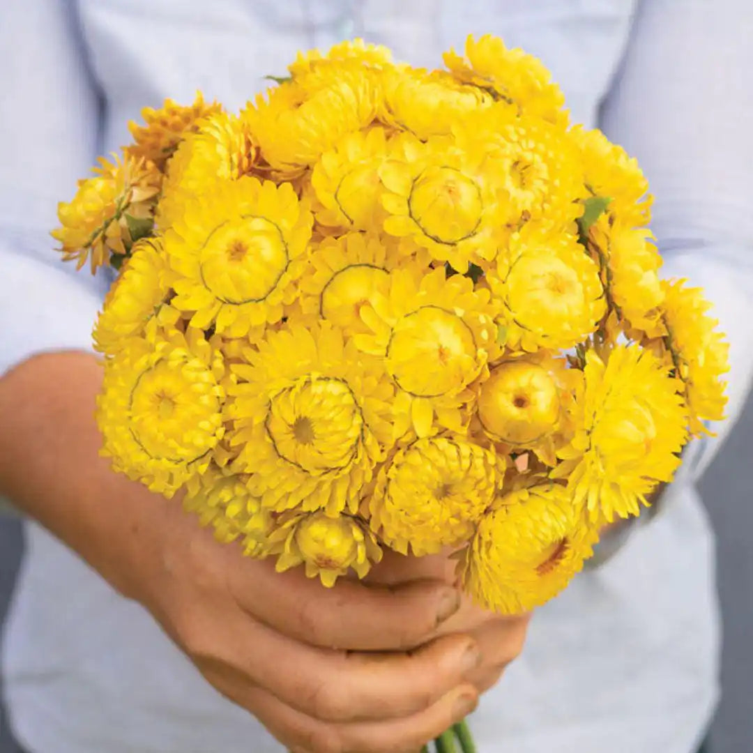 Strawflower Seeds - Golden Yellow