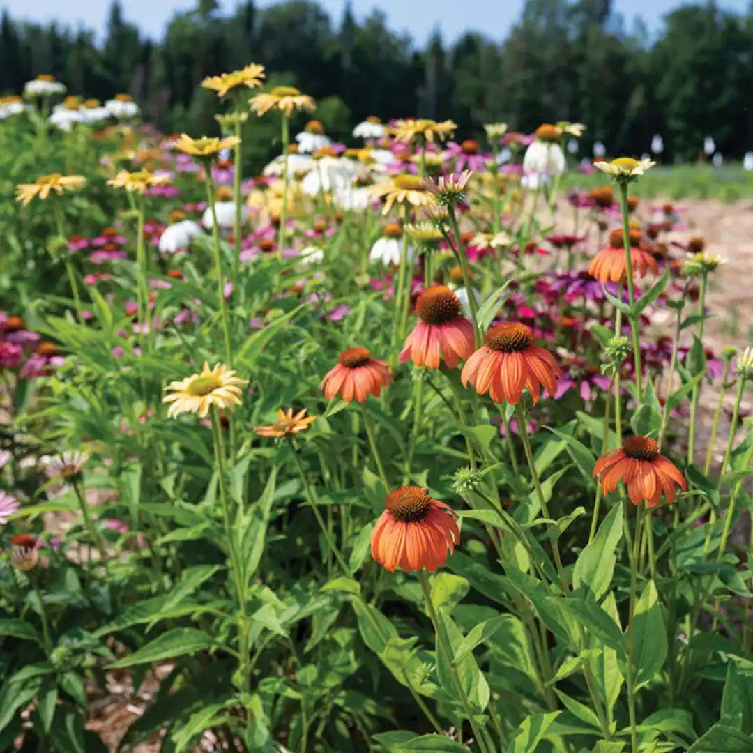 Echinacea Coneflower - Paradiso Tall Mix - Circle Farms seeds